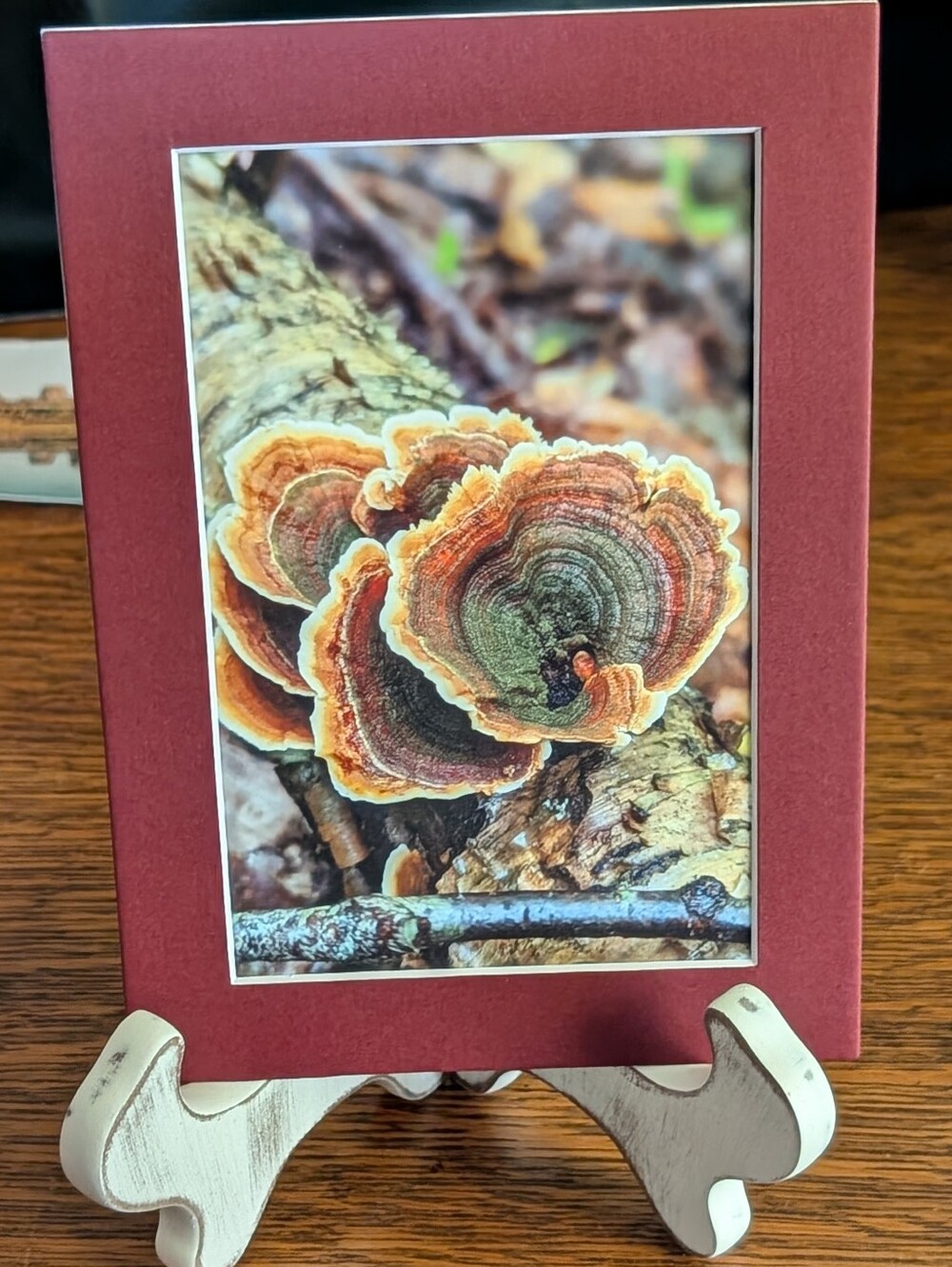 Original Turkey Tail Mushroom Photography 5x7 Maroon Matted Print
